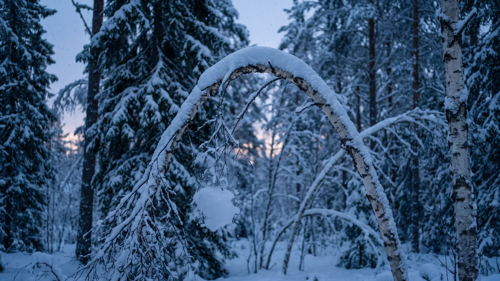 A young birch bent low under wet snow in a Finnish forest at blue hour, unbroken, with snow sliding off one branch